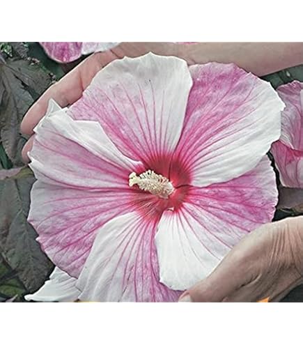 SAMEN HIBISKUS HIBISCUS Moscheutos Samen RIESEN-HIBISKUS Schöne Große