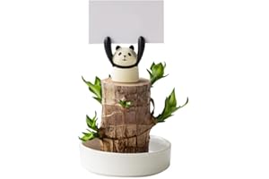 CIKIKI Brazilian Wood, Brazilian Lucky Wood Plant, Brazilian Wood Hydroponic Plant