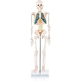 İnsan Iskeleti Modeli Spinal Sinirli 85 Cm - Iskelet Maketi