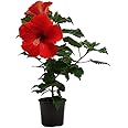 Oyeboy Red Hibiscus Live Flower Plant with Pot