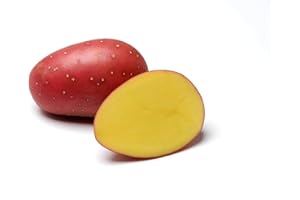 DXQ Pflanzkartoffeln Laura - zertifizierte Steckkartoffel festkochend spät rotschalig (25 Kg)