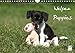 Welpen - Puppies (Wandkalender 2014 DIN A4 quer): Wandkalender (Monatskalender, 14 Seiten) by 