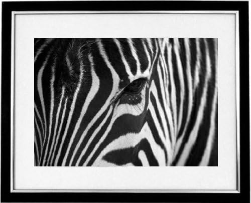 "Up Close And Personal" A Framed Print Of A Zebra Close Up. Black & White Photography And Art Picture, B&W prints