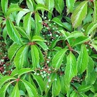 Wilder Wein 'Engelmannii' - Schnellwachsende Kletterpflanze von PlantaPro