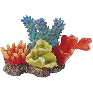 Haquoss Reef Dream 6, 11x 6.5x 7H cm