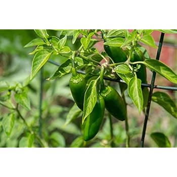 Chili Habanero Pflanze, Chili Pflanze aus Nachhaltigem