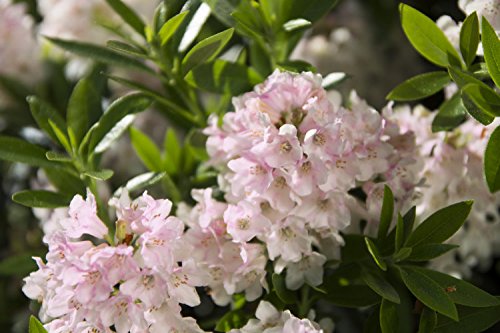 !!WELTNEUHEIT!! Bloombux® – flower & form by INKARHO® 15 – 20 cm Nugget - 3