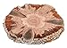 Produktbild NaDeco® Banksia Scheibe Ø6-8cm | Banksia Grandis Scheibe | Banksia Zapfen