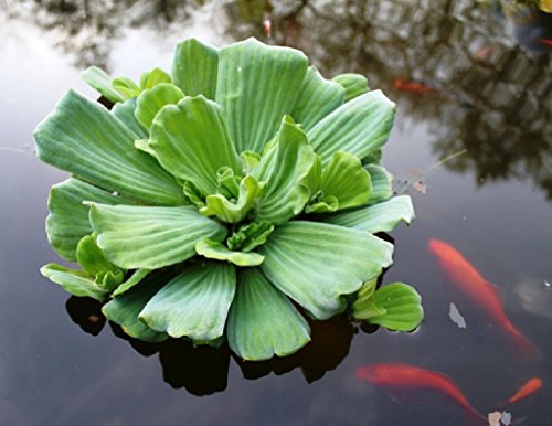 Wasserpflanzen Wolff - Pistia stratiotes - Wassersalat - Muschelblume