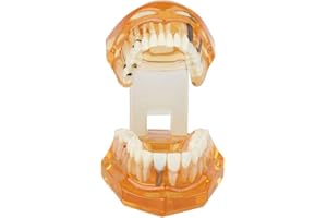 FABATER Standard Teeth Model, Removable Kids Dental Teaching Study Supplies, Adult Standard Typodont Demonstration Teeth Model