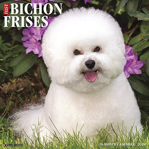 Just Bichons Frises 2020 Calendar