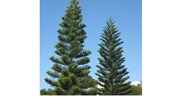 Generic 7 Fresh Norfolk Island Pine Araucaria Heterophylla Seeds Amazon In Garden Outdoors