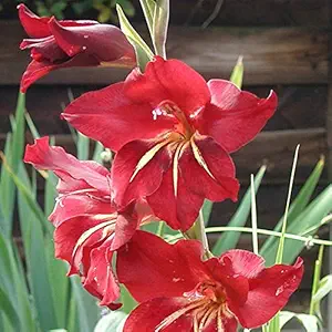 FernsFly IMP. Sword lily Gladiolus | Gladiola | Gladioli Flower Bulbs Home Outdoor Flowering Gardening Bulbs Blooming planting (Pack of 3 Claudia Gladiolus)