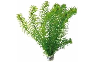 Biotope Aquatics Ltd - Bunch ELODEA DENSA (6 to 8 STEM) - oxygenating Live Pond Weed Water densa Plant for Outdoor Pond or Fish Tank Aquarium (1 Bunch)