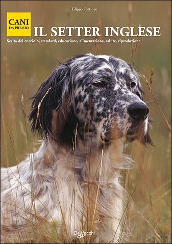 Il setter inglese Il setter inglese