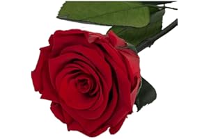 Mundo Eterno Rosa Eterna Preservada 55cm Roja