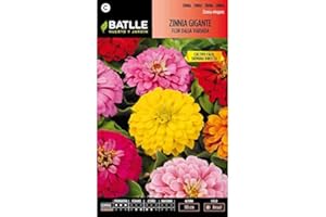 SEMILLAS BATLLE Semillas de Zinnia gigante flor Dalia variada