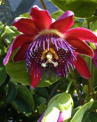 Passionsblume 'Alata' 5 Samen, Passiflora Alata