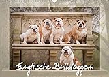 Englische Bulldoggen (Wandkalender 2020 DIN A3 quer) by