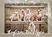 Englische Bulldoggen (Wandkalender 2020 DIN A3 quer) by
