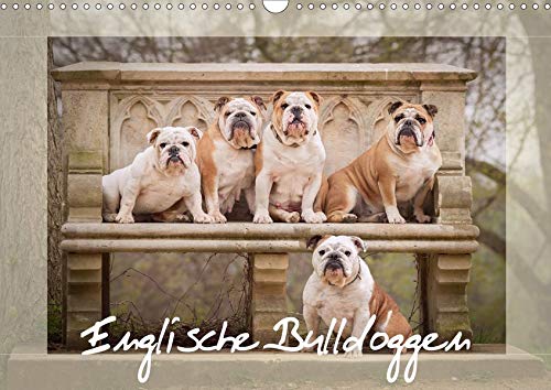 Englische Bulldoggen (Wandkalender 2020 DIN A3 quer)