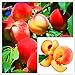 Produktbild AGROBITS 10 PcsSwe Peach Tree Bonanza Pfirsiche Bonsai Obstgarten S