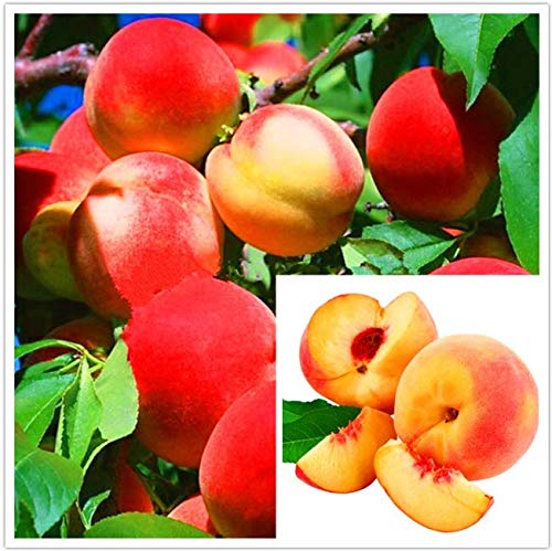 Preisvergleich Produktbild AGROBITS 10 PcsSwe Peach Tree Bonanza Pfirsiche Bonsai Obstgarten S