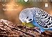 Wellensittiche - Naturkalender (Wandkalender 2014 DIN A4 quer): Naturfotografien von Björn Bergmann (Monatskalender, 14 Seiten) by 