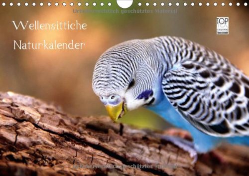 Wellensittiche - Naturkalender (Wandkalender 2014 DIN A4 quer): Naturfotografien von Björn Bergmann (Monatskalender, 14 Seiten)