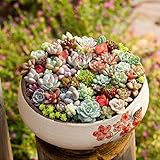 cactus raros con flores Nuevo, de alta calidad y libre de contaminación verde. También puede mejorar su capacidad de diseño hortícola y hacer que su jardín esté abarrotado y fértil.