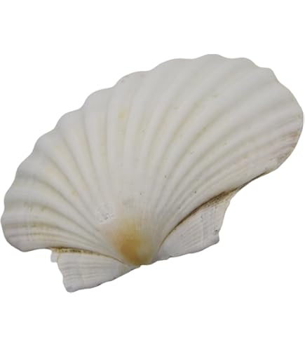 Finoly Coquilles Saint Jacques Naturelles Pack De 4/8/12/16 Unités | Coquille St Jacques Pour Cuisson Pour Cuisine Décoration Artisanat, Décoration Cuisine DIY DIY (16