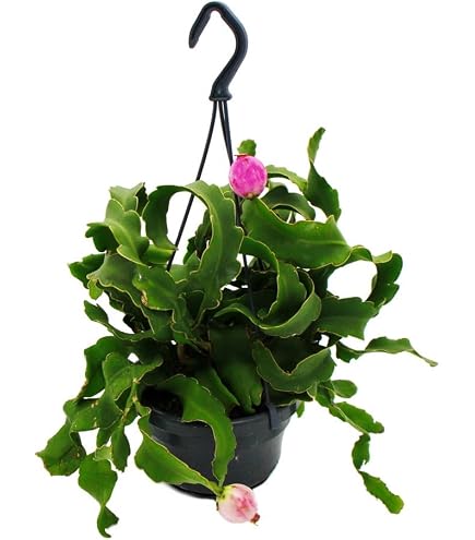 Portal Cool Samen Paket: Verwurzelt: Deute Kaiserin Cactus (Orchideen-)  Epiphyllum - nei : Amazon.de: Garten