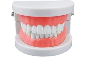 Standard Teeth Model, YOUYA DENTAL Kids Dental Teaching Study Supplies Adult Standard Typodont Demonstration Teeth Model