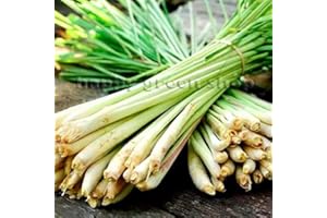 HAPPY GREEN SHOP Lemon Grass - 300 Seeds + Freebie + Plant tag - Cymbopogon flexuosus