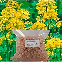 buschbohnen saatgut gewinnen Saatgut Buschbohne 'Maxi' - Phaseolus vulgaris maxi