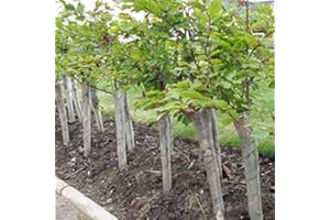SCOT PLANTS DIRECT 25 x Spiral Tree Guards 45cm - (a314)
