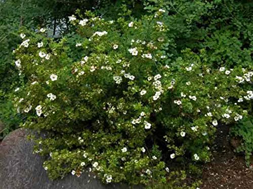 FERRY sólo Las Semillas orgánicas no Las Plantas: 6:"Abbots 3, 6 ó 100 Semillas Hardying arbustos