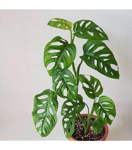 allintitleblack raven zz plant for sale Raven ZZ Plant 10 inch