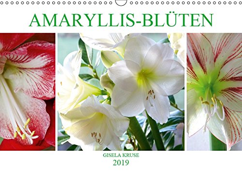 Preisvergleich Produktbild Amaryllis-Blüten (Wandkalender 2019 DIN A3 quer): Majestätische Blumen mit beeindruckenden Staubgefäßen (Monatskalender, 14 Seiten ) (CALVENDO Natur)