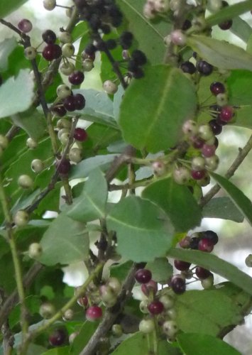 Seedeo Mate Tee Strauch (Ilex paraguariensis) 20 Samen