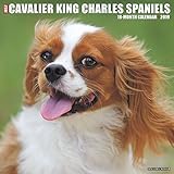Just Cavalier King Charles Spaniels 2019 Wall Calendar (Dog Breed Calendar) by