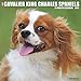Just Cavalier King Charles Spaniels 2019 Wall Calendar (Dog Breed Calendar) by