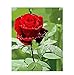 Produktbild AELAHER Malen Nach Zahlen Für Erwachsene Rote Rose Blume Kitspaint Auf Leinwand Für Hochzeitsdekorationframeless 40X50Cm DIY Noch Leben