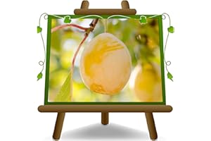 EURO PLANTS VIVAI Prunier Reine Claudia jaune plante fruitière en pot 24/26 cm hauteur maximale 180 cm - Âge 4 ans