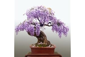SVI 10 particules Mini Bonsai Graines Wisteria arbre intérieur plantes ornementales fleurs Graines