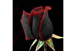 FOGCROLL 50 Pièces Graines de Rose Noire Rouge, Rare Fleurs de Rosier Noire à Bord Rouge à Planter Exterieur, Graines Fleurs à Semer pour Jardin et Balcon, Germination Rapide, Facile à Planter