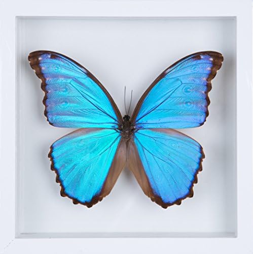 The Giant Blue Morpho Butterfly Morpho didius Real Blue Butterfly, White See-through Frame - Natural History Gift Idea Home Decor Butterfly picture wall art