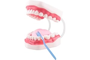 Ultrassist Modello Dentale, ideale per l'insegnamento di spazzolatura per bambini e bambini, 6 volte ingrandire, include spazzolino da denti, Modello di Denti Standard
