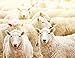Baby Cuddly Sheep Skin Christ Medical Baby (German Quality – Perfect for Strollers, Crawling Mat Rug Natural Colour Gold Yellow; +/-65/75/85, 95 cm