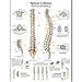 Produktbild JYYC Spinal Spalte Char Poster Karte Leinwand Malerei Wandbilder für Medizinische Ausbildung Ärzte Büro Klassenzimmer Wohnkultur-50x60 cm kein Rahmen
